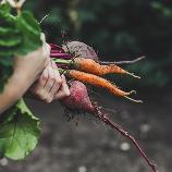 Person holding carrots and radishes