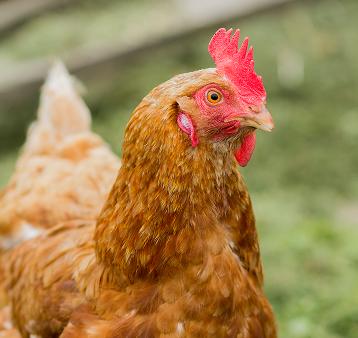 a brown chicken