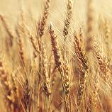 a wheat field